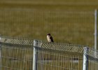 Daurische klauwier (Issabelines shrike) Lanius Isabellinus - Gerkamp te noorden van Yolin Am 23-08-2016 (2)